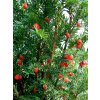 Taxus baccata - Tis