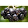 Arónia - Arónie
