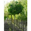 Acer platanoides Globosum - Javor kulovitá koruna