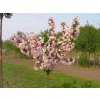 Malus Van Eseltine - Okrasná jabloň - sloupovitá