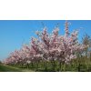 Prunus Accolade - okrasná třešeň