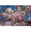 Prunus Accolade - okrasná třešeň