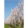 Prunus serrulata Amanogawa - Sloupovitá sakura