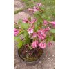 Weigela - vajgélie v odrůdách