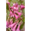 Weigela - vajgélie v odrůdách