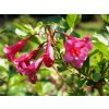 Weigela - vajgélie v odrůdách