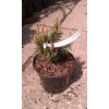 Pinus mugo Humpy - Borovice kleč