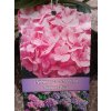 Hydrangea macrophylla - Hortenzie