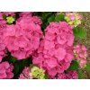 Hydrangea macrophylla - Hortenzie