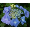 Hydrangea macrophylla - Hortenzie