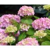Hydrangea macrophylla - Hortenzie