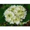 Hydrangea macrophylla - Hortenzie