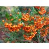 Pyracantha - Hlohyně