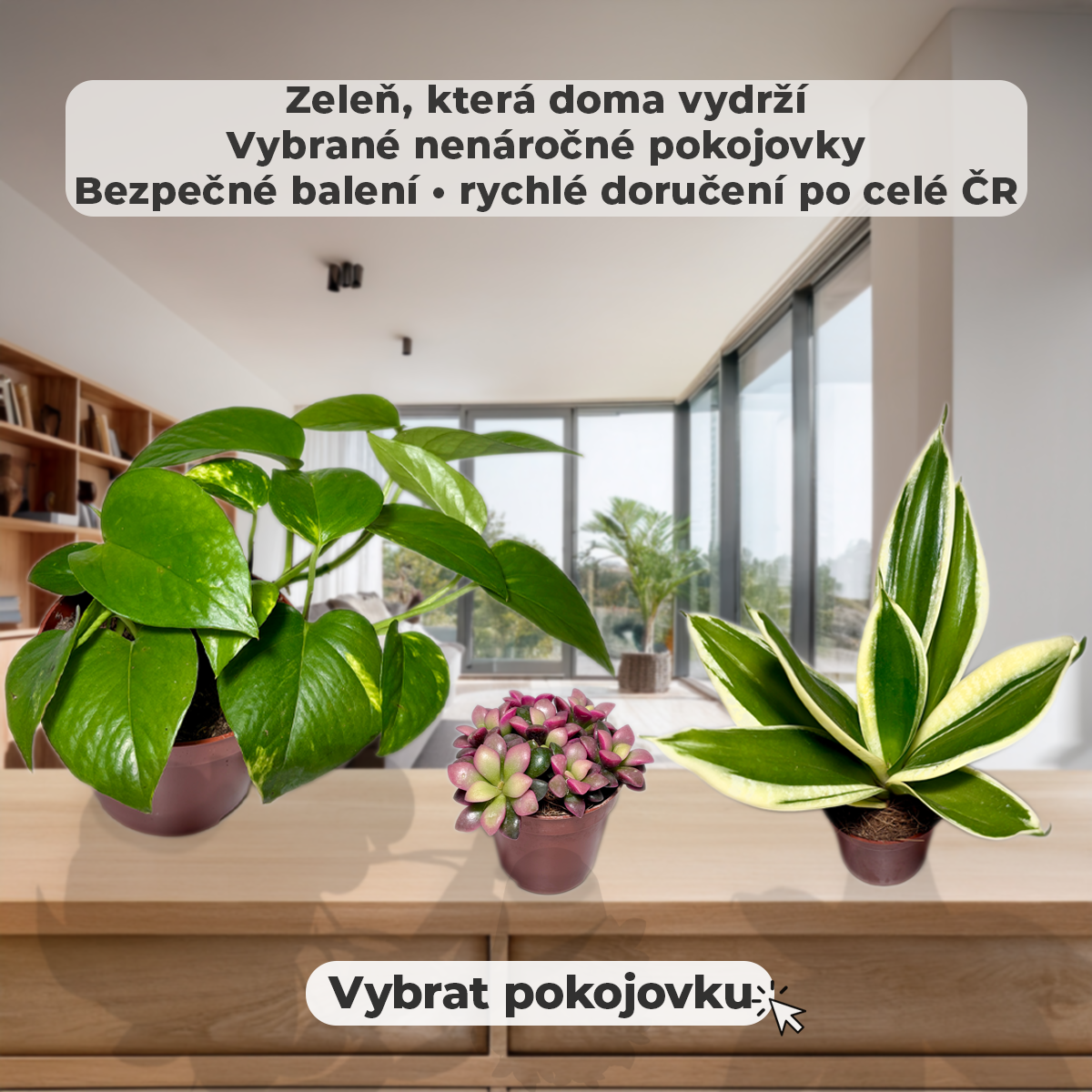 Zeleň, která doma vydrží. Vybrané nenáročné pokojovky - bezpečné balení, rychlé doručení po celé ČR