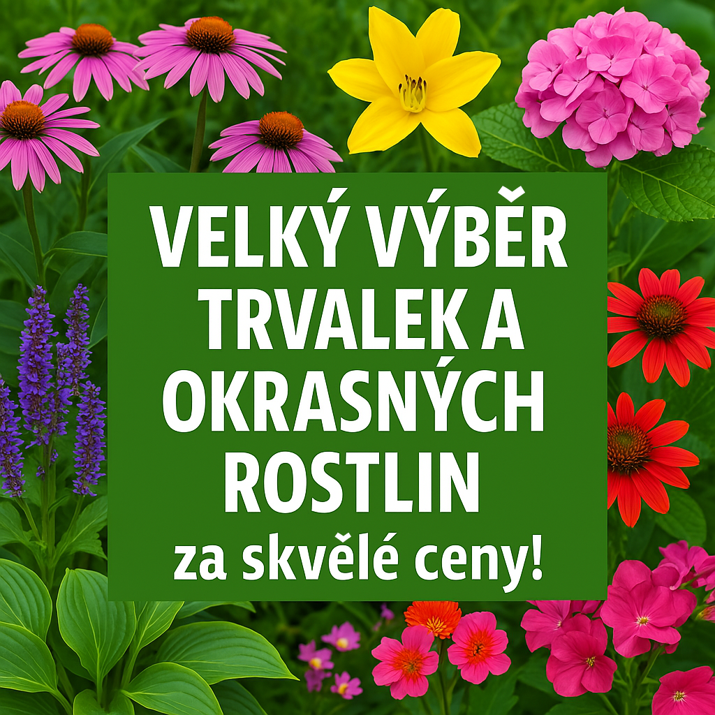 Velký výběr trvalek a okrasných roslin