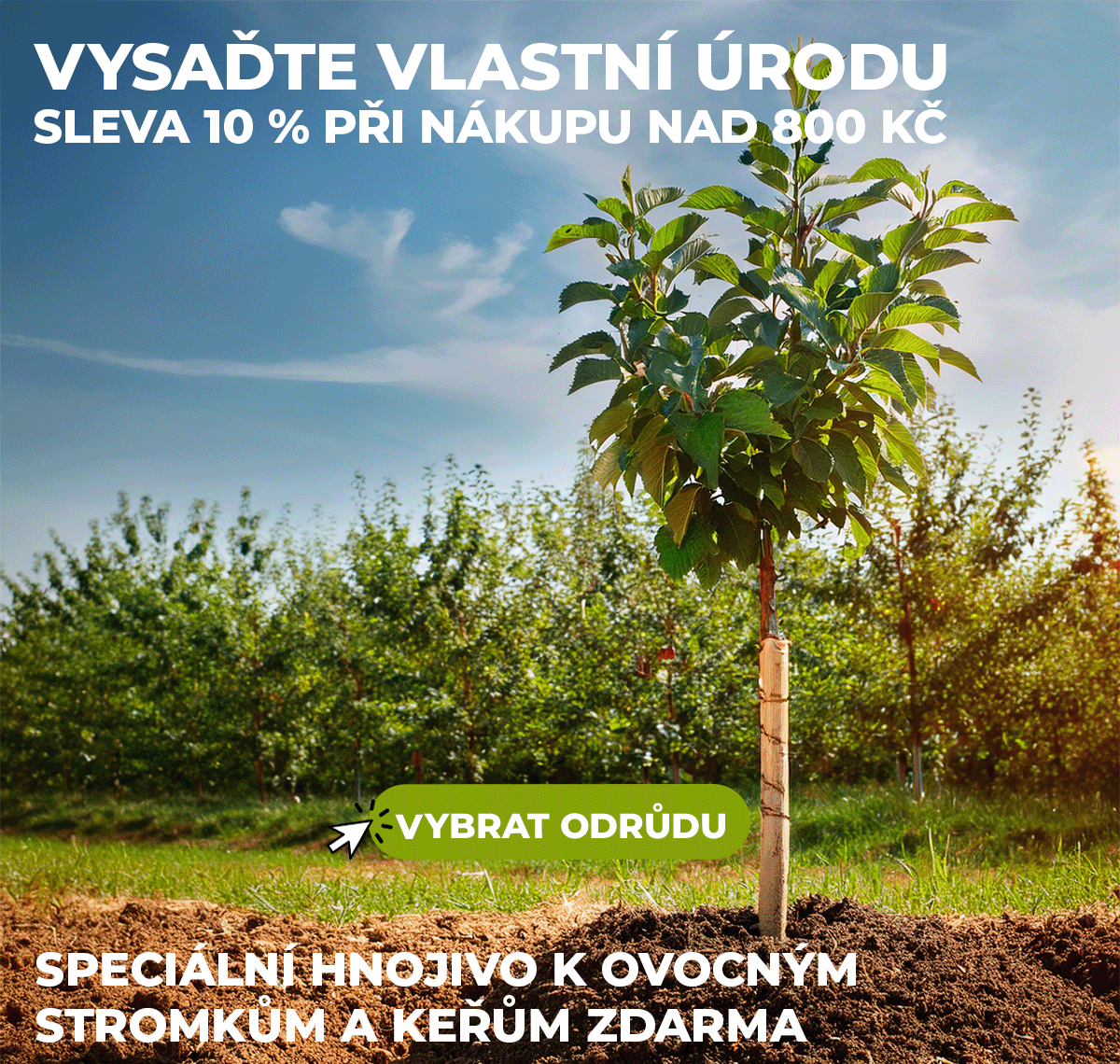 Vypěstujte si vlastní úrodu. Vybrat stromky