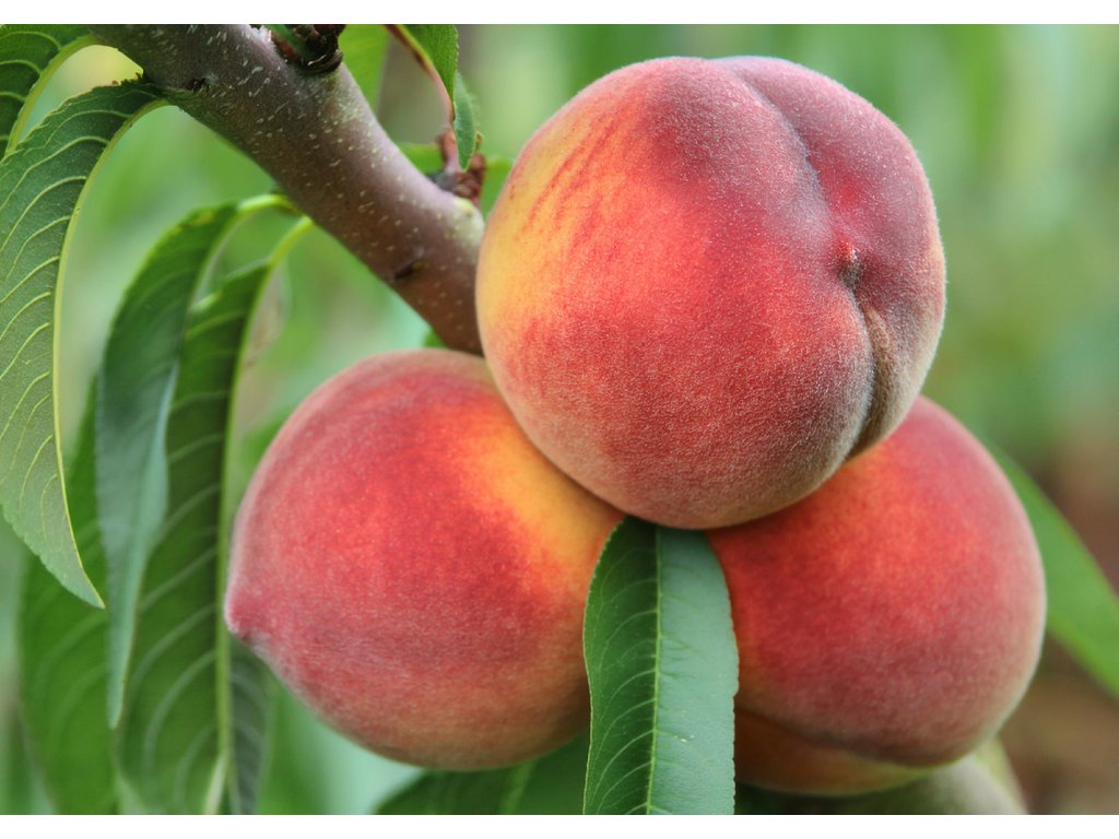 flamingo produkt final