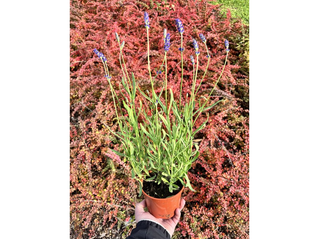 Levandule úzkolistá ‘Hidcote’