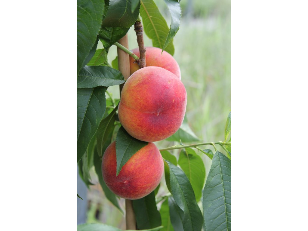 early redhaven produkt