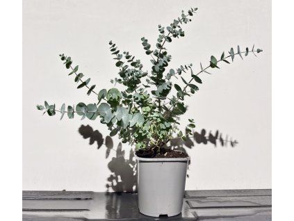 Eukalyptus cinerea ‘Silver Dollar’