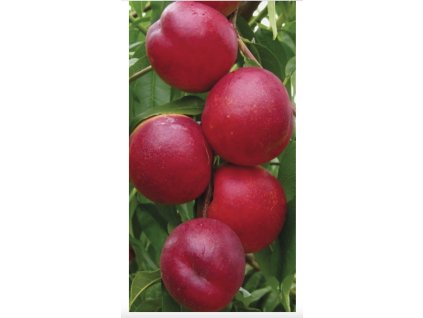 Snímek obrazovky 2025 03 03 v 17.23.43