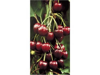 Snímek obrazovky 2025 03 06 v 16.31.15