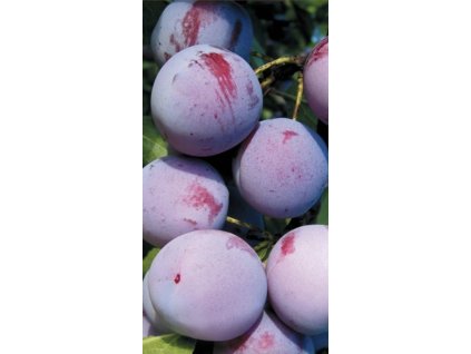 Snímek obrazovky 2025 03 13 v 22.17.36