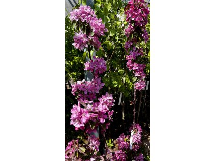 Jabloň sloupovitá - Maypole