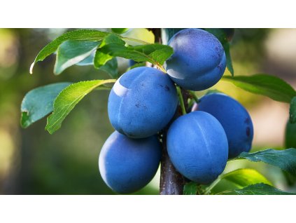 Fruca sloupovita svestka