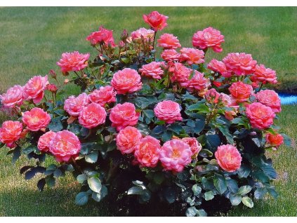 Růže Bordüre Rose