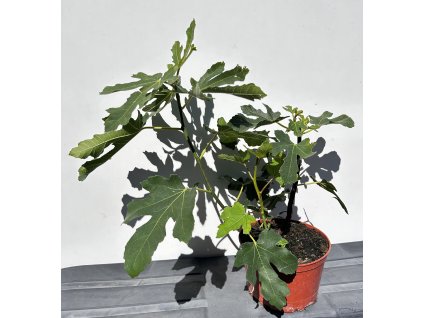 Fíkovník smokvoň 'Longue d'Août'