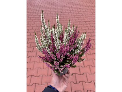Vřes obecný – Calluna vulgaris ‘Twins’