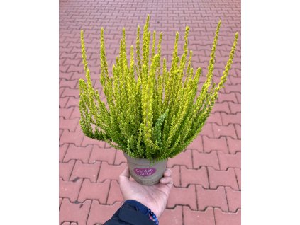 Vřes obecný – Calluna vulgaris ‘Zeta’