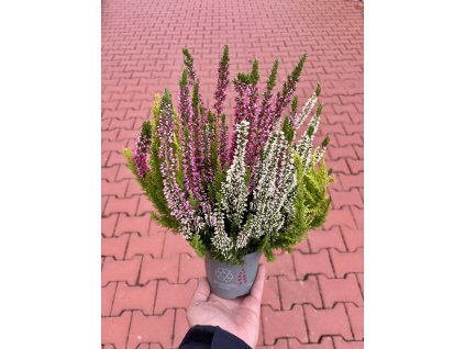 Vřes obecný – Calluna vulgaris ‘Tri Color’