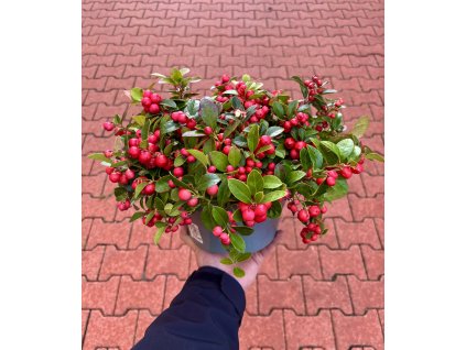 Libavka polehlá - Gaultheria procumbens - miska