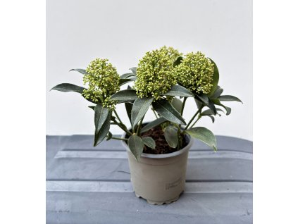 🌿 Skimie japonská ‘Godrie’s Dwarf’ – Skimmia japonica (samčí)