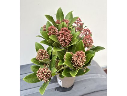 Skimie japonská ‘Rubella’ - Skimmia japonica (samičí)