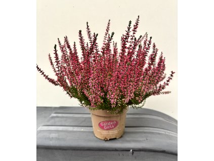 Vřes obecný - Calluna vulgaris ‘Garden Girls’