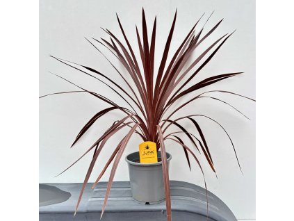 Kordylina jižní ‘Red Star’ – Cordyline australis ‘Red Star’