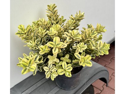 Hebe ‘Pinocchio’ – Hebe x andersonii ‘Pinocchio’