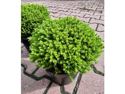 Hebe ‘Green Globe’ – Hebe odora ‘Green Globe’ (větší rostlina)