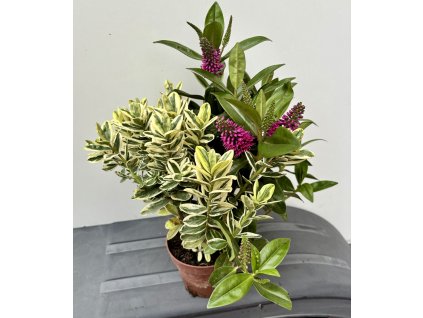 Hebe ‘Pinocchio’ + Hebe ‘Variegata’ – kombinace dvou druhů