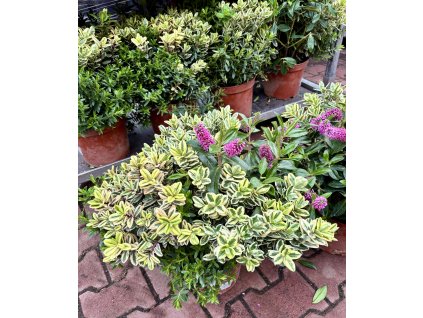 Hebe ‘Pinocchio’ + Hebe ‘Variegata’ (velká rostlina)