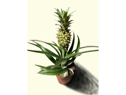 🍍 Ananas ‘Mi Amigo’ – Ananas comosus