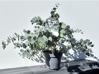 Eukalyptus cinerea ‘Silver Dollar’