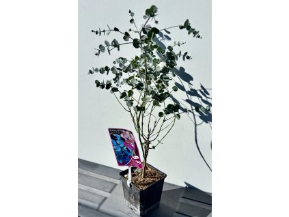 Eukalyptus gunnii ‘Azura’ (mrazuvzdorný)