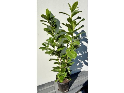 Bobkovišeň 'Novita' (velká sazenice)