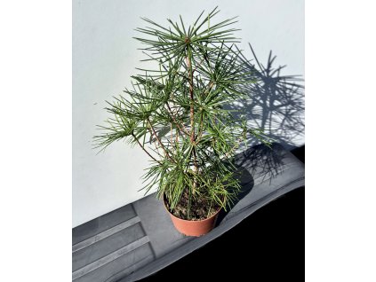 Pajehličník přeslenitý – Sciadopitys verticillata