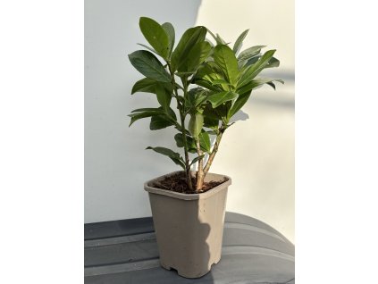 Bobkovišeň ‘Novita’