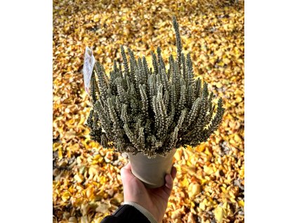 Vřes obecný – Calluna vulgaris ‘Fluffy’